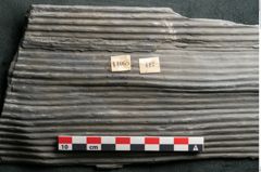 Foto (Detailansicht) von Sigillaria elongata Brongniart (NHMW-GEO-2024-0188-11068)